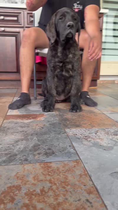 Purple Girl, a female English Mastiff for sale in Missouri City, TX – 4 of 8