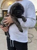 Green Girl, a female English Mastiff for sale in Missouri City, TX – 4 of 10