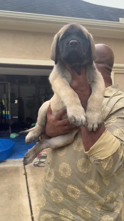 Orange Girl, a female English Mastiff for sale in Missouri City, TX – 2 of 9