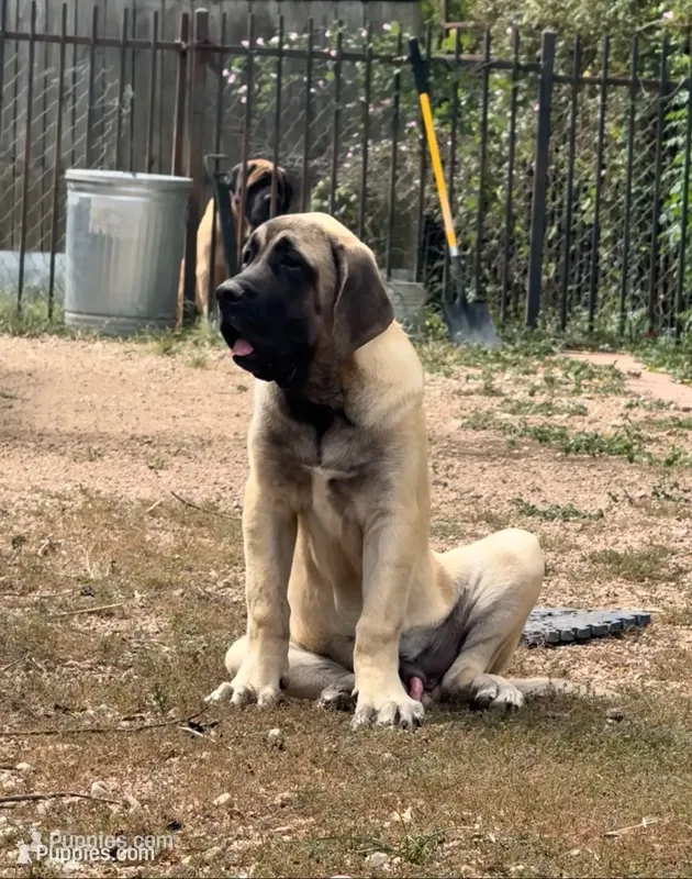Black Boy – English Mastiff puppy for sale in Missouri City, TX