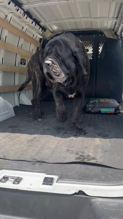 Grey Boy, a male English Mastiff for sale in Missouri City, TX – 10 of 10