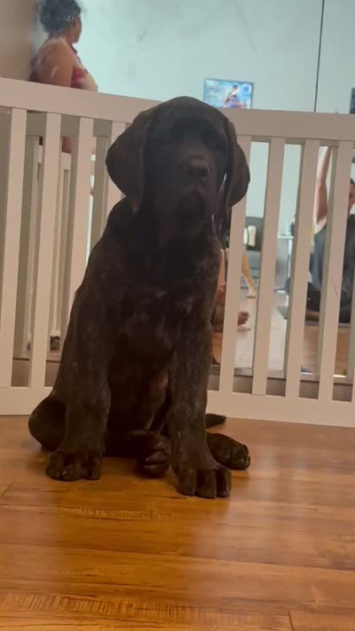 Purple Girl, a female English Mastiff for sale in Missouri City, TX – 2 of 9