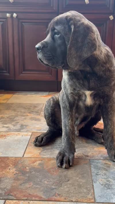 Reverse Brindle Boy, a male English Mastiff for sale in Missouri City, TX – 3 of 9