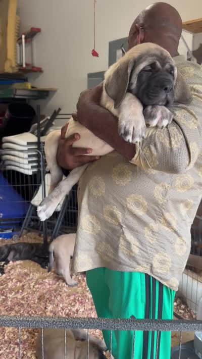 Black Boy, a male English Mastiff for sale in Missouri City, TX – 6 of 10