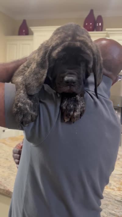 Reverse Brindle Boy, a male English Mastiff for sale in Missouri City, TX – 2 of 10