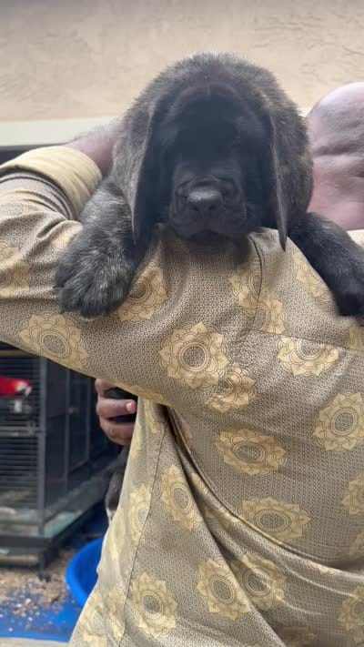 Blue Girl, a female English Mastiff for sale in Missouri City, TX – 5 of 9