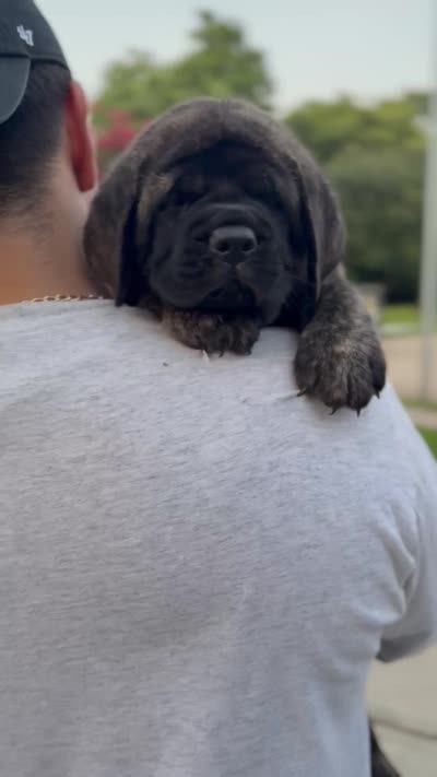 Green Girl, a female English Mastiff for sale in Missouri City, TX – 3 of 10