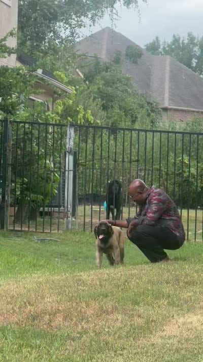 Orange Girl, a female English Mastiff for sale in Missouri City, TX – 5 of 10