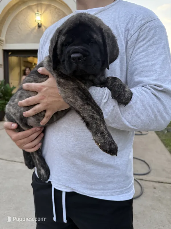 Green Girl – English Mastiff puppy on hold in Missouri City, TX