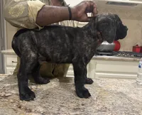 Teal Boy, a male English Mastiff for sale in Missouri City, TX – 6 of 10
