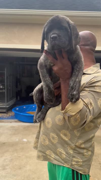 Reverse Brindle Boy, a male English Mastiff for sale in Missouri City, TX – 4 of 9