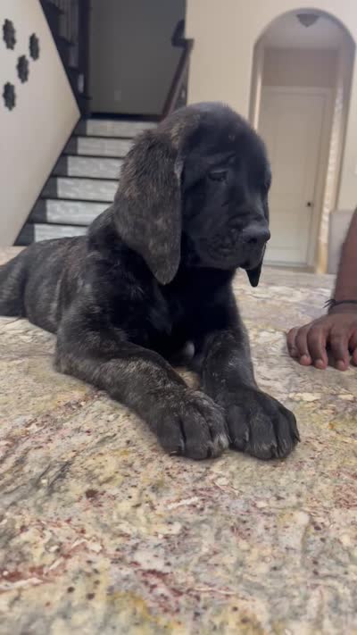 Blue Girl, a female English Mastiff for sale in Missouri City, TX – 2 of 10