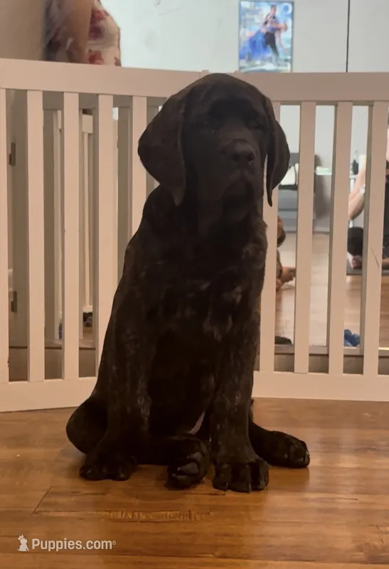 Purple Girl – English Mastiff puppy for sale in Missouri City, TX