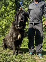 Black Boy, a male English Mastiff for sale in Missouri City, TX – 9 of 10