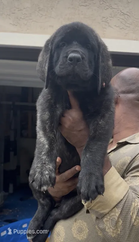 Blue Girl – English Mastiff puppy for sale in Missouri City, TX