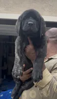 Blue Girl, a female English Mastiff for sale in Missouri City, TX – 1 of 9
