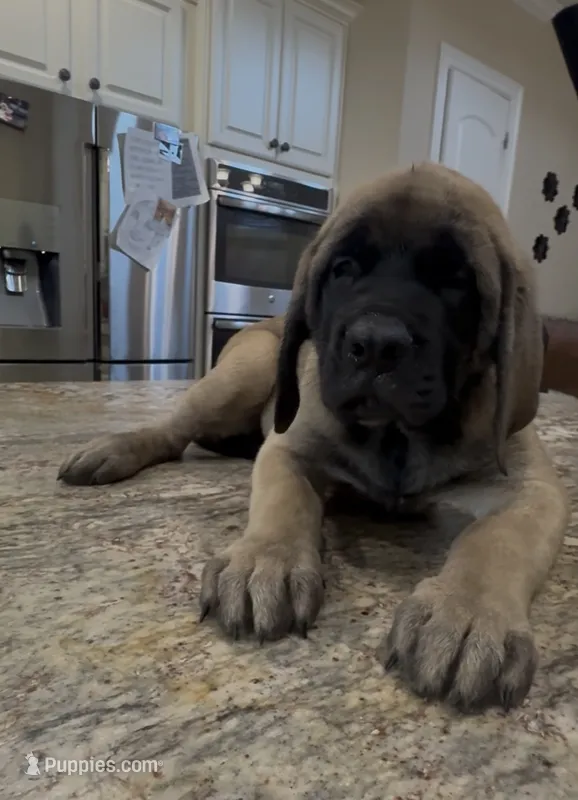 Orange Girl – English Mastiff puppy for sale in Missouri City, TX
