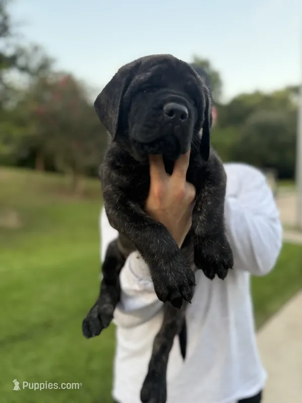 Pink Girl – English Mastiff puppy for sale in Missouri City, TX