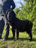 Orange Girl, a female English Mastiff for sale in Missouri City, TX – 5 of 9
