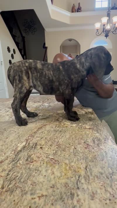 Pink Girl, a female English Mastiff for sale in Missouri City, TX – 3 of 9