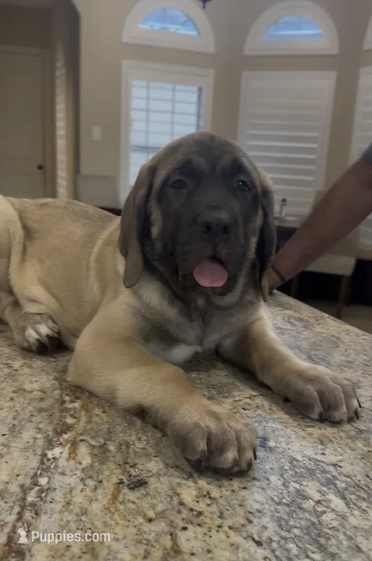 Black Boy – English Mastiff puppy for sale in Missouri City, TX
