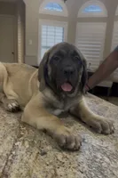 Black Boy, a male English Mastiff for sale in Missouri City, TX – 1 of 10