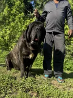 Pink Girl, a female English Mastiff for sale in Missouri City, TX – 8 of 10