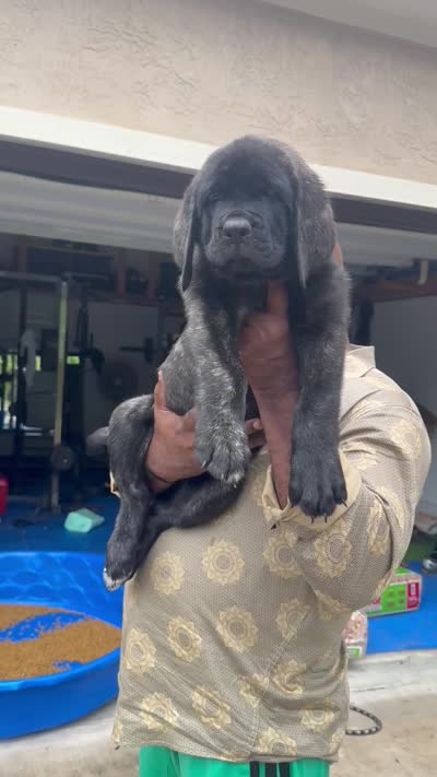 Blue Girl, a female English Mastiff for sale in Missouri City, TX – 3 of 9