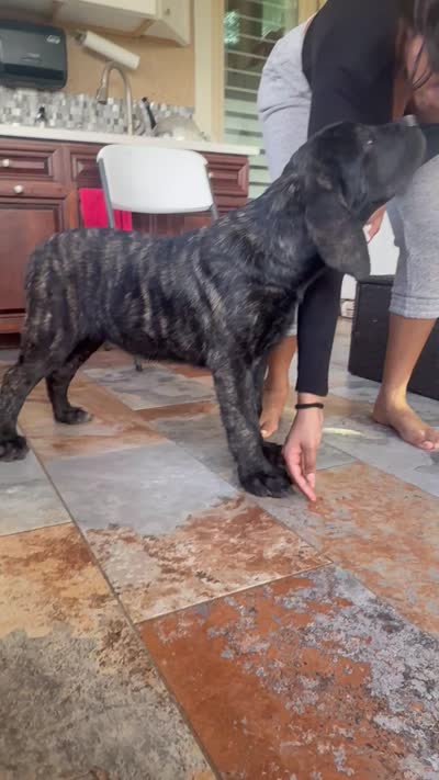 Blue Girl, a female English Mastiff for sale in Missouri City, TX – 3 of 9