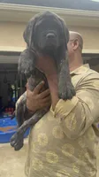 Pink Girl, a female English Mastiff for sale in Missouri City, TX – 4 of 9