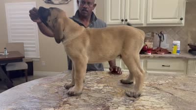Grey Boy, a male English Mastiff for sale in Missouri City, TX – 3 of 10