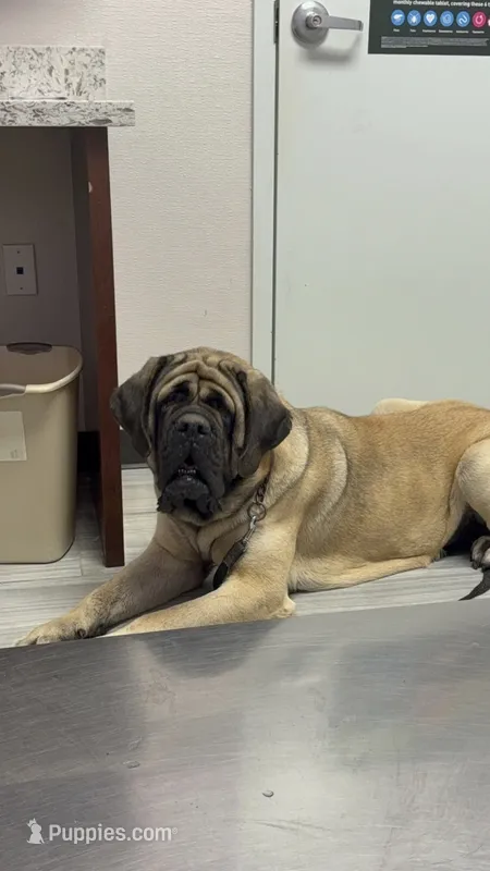 Purple Girl – English Mastiff puppy for sale in Missouri City, TX
