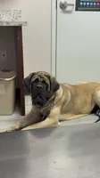 Purple Girl, a female English Mastiff for sale in Missouri City, TX – 4 of 9