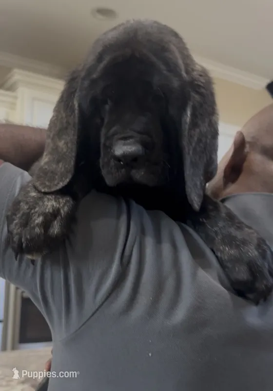 Blue Girl – English Mastiff puppy for sale in Missouri City, TX