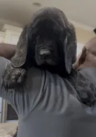 Blue Girl, a female English Mastiff for sale in Missouri City, TX – 1 of 10