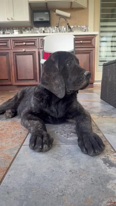 Blue Girl, a female English Mastiff for sale in Missouri City, TX – 4 of 9