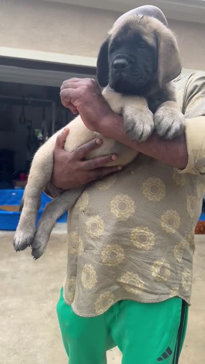 Orange Girl, a female English Mastiff for sale in Missouri City, TX – 4 of 9