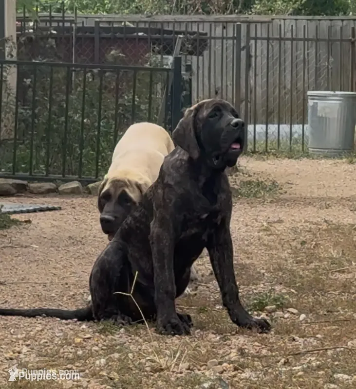 Purple Girl – English Mastiff puppy for sale in Missouri City, TX