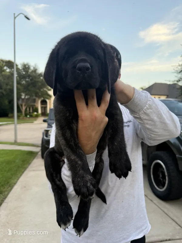 Blue Girl – English Mastiff puppy for sale in Missouri City, TX