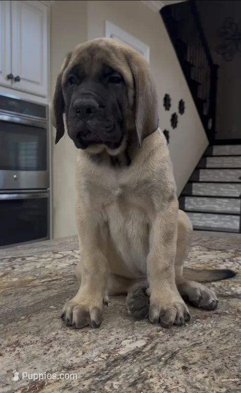 Grey Boy – English Mastiff puppy for sale in Missouri City, TX