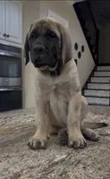 Grey Boy, a male English Mastiff for sale in Missouri City, TX – 1 of 10