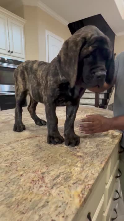 Pink Girl, a female English Mastiff for sale in Missouri City, TX – 2 of 9