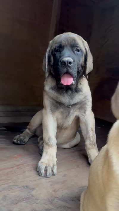 Orange Girl, a female English Mastiff for sale in Missouri City, TX – 4 of 10
