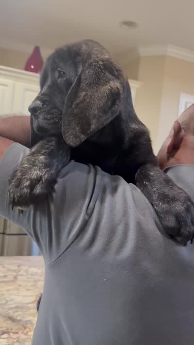 Blue Girl, a female English Mastiff for sale in Missouri City, TX – 3 of 10