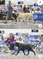 Black Boy, a male English Mastiff for sale in Missouri City, TX – 5 of 10