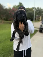 Pink Girl, a female English Mastiff for sale in Missouri City, TX – 3 of 10
