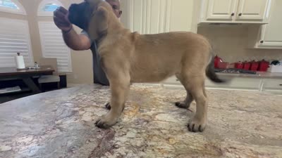 Orange Girl, a female English Mastiff for sale in Missouri City, TX – 9 of 9