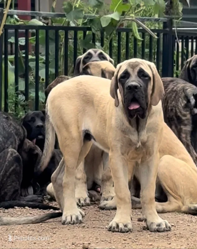 Grey Boy – English Mastiff puppy for sale in Missouri City, TX