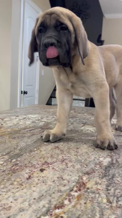Grey Boy, a male English Mastiff for sale in Missouri City, TX – 2 of 10