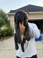 Teal Boy, a male English Mastiff for sale in Missouri City, TX – 2 of 10